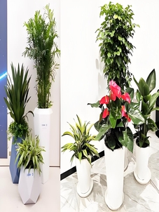 宁波前湾绿化养护专业