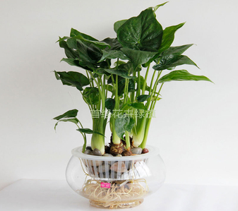 宁波奉化植物租摆公司，为您的空间注入自然活力！