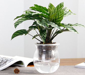 体验宁波海曙盆景出租，优质服务，装点美好家！